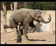 tn_slon-indicky5.jpg