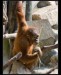 tn_orangutan.jpg